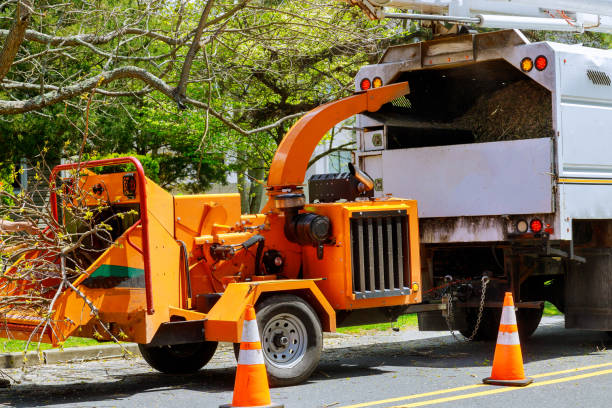 Emergency Storm Tree Removal in Burke Centre, VA